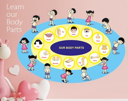 body parts